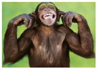Monkey -  - West Glasgow Grandparents Carers Support Group
